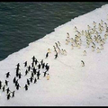 La guerre de l'Antartique