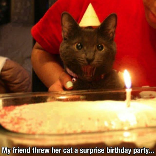 surprised cat is surprised - meme