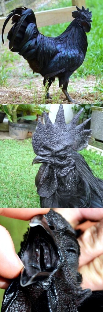 Most metal chicken I have ever seen - meme