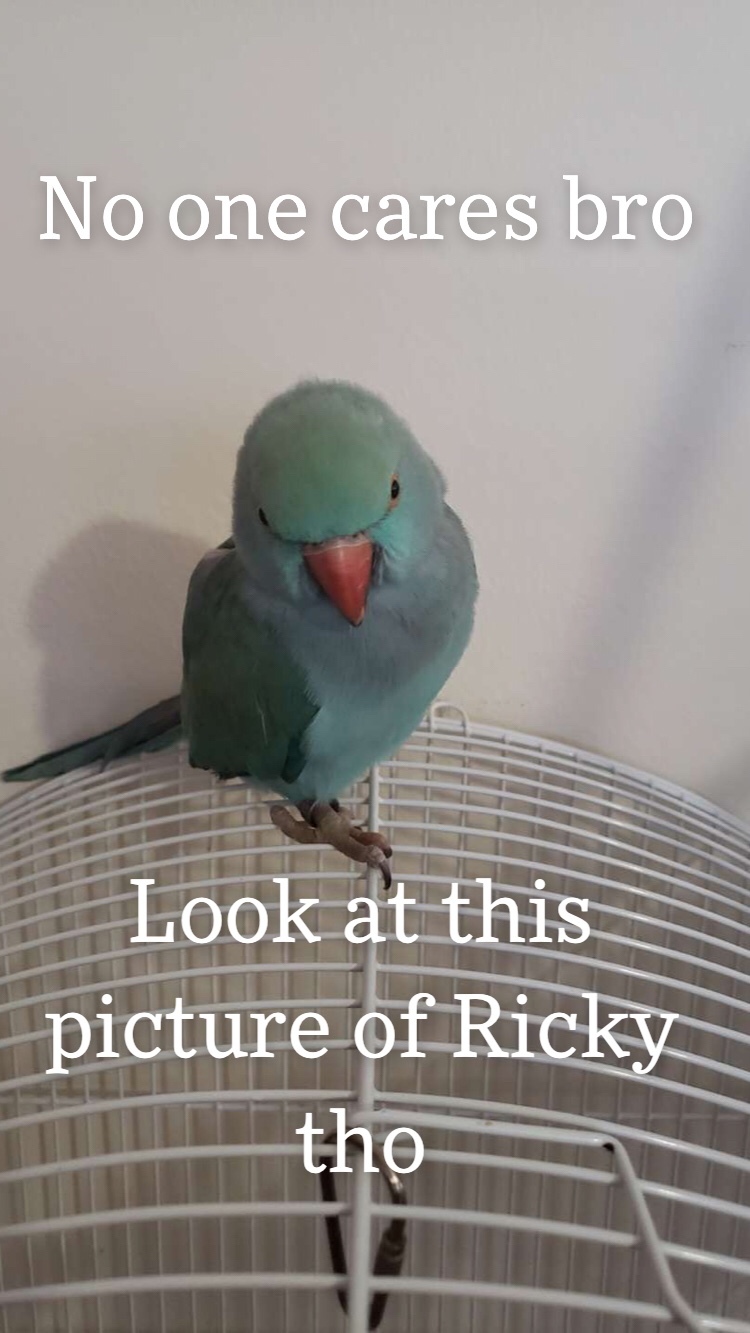 ricky is my burd - meme