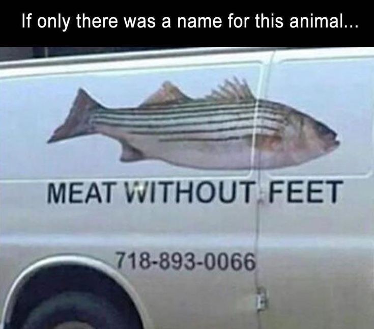 I think fish would be a really good name for this strange creature. - meme