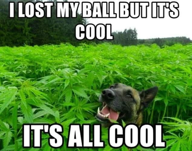Lost the ball, found stoned - meme