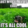 Lost the ball, found stoned