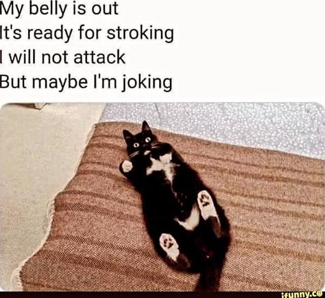 Cat’s belly invitation may be a trap - meme