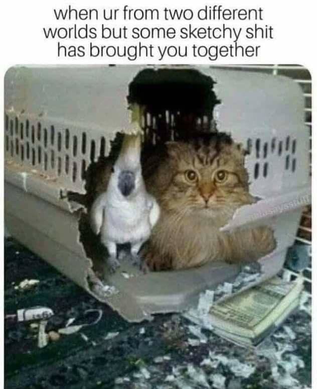 Opposites, united by pure randomness - meme
