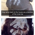 Doggo of Saruman