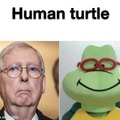 Turtles just take more time to think