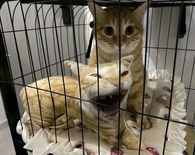 Peluche de gato para el gato naranja - meme