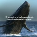 presumidas ballenas:v