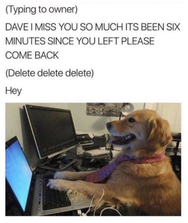 Cute doggo misses you - meme