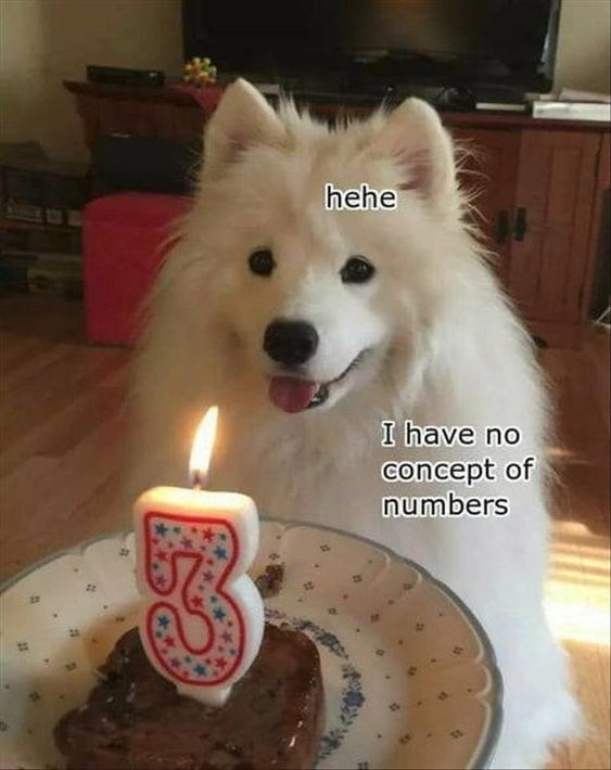 Birthday dog meme