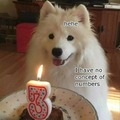 Birthday dog meme