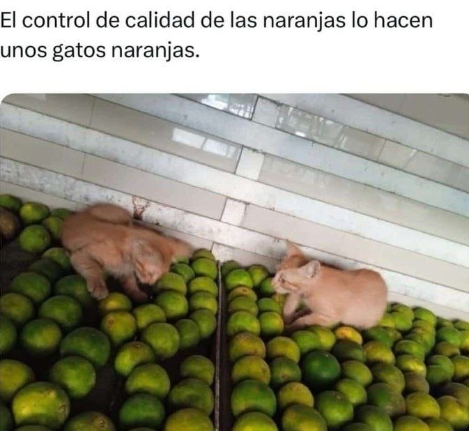 Control de calidad de naranjas - meme