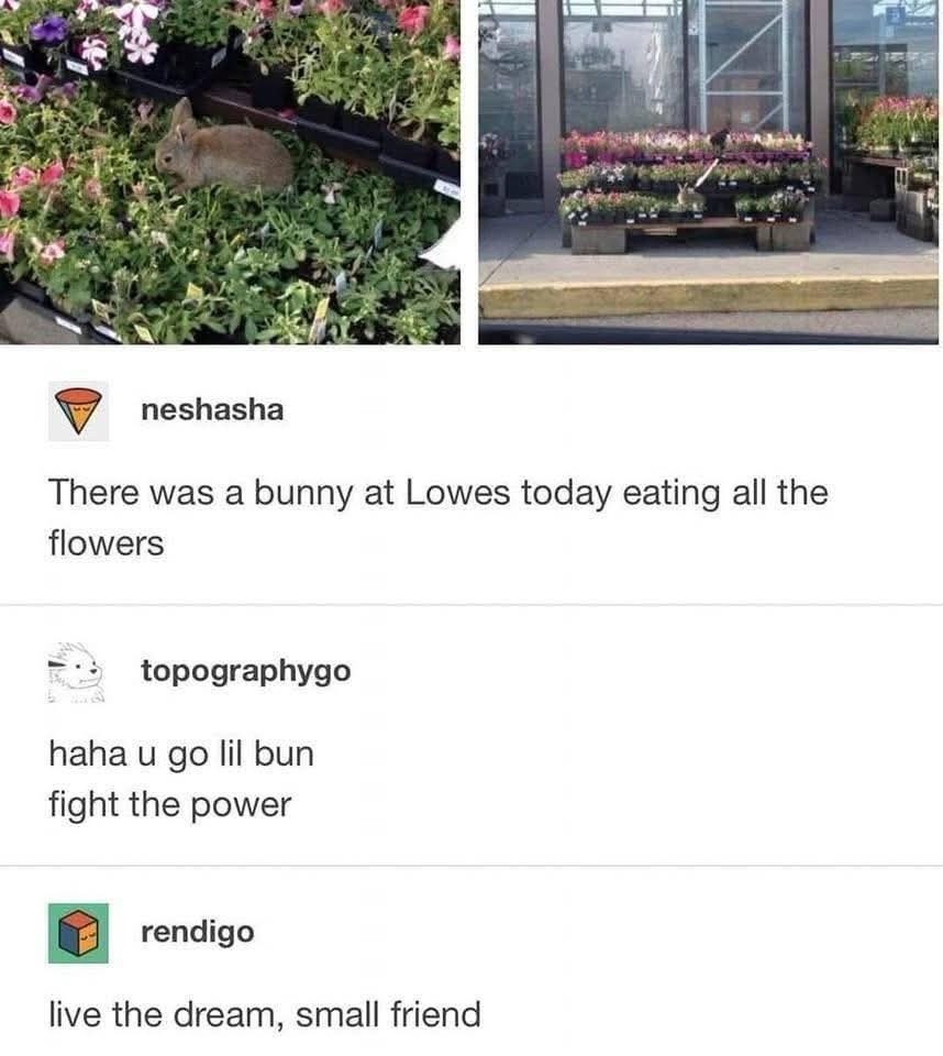 Lil bunny at Lowe’s just munching corporate flowers - meme