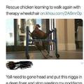 Rescue chicken learning to walk again with therapy wheelchair