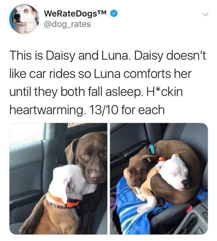daisy and Luna - meme