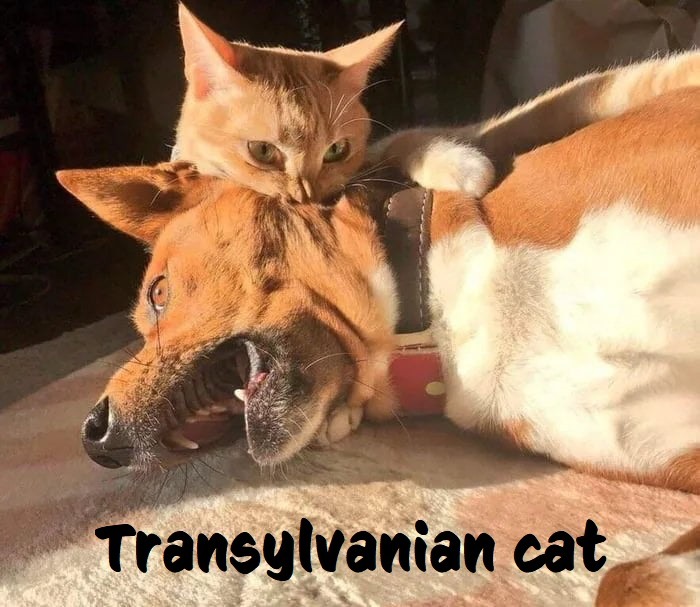 Transylvanian cat - meme