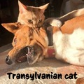 Transylvanian cat