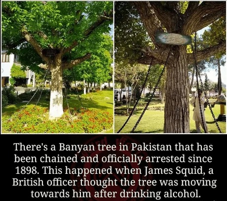 Banyan tree in Pakistan has been arreted since 1898 - meme