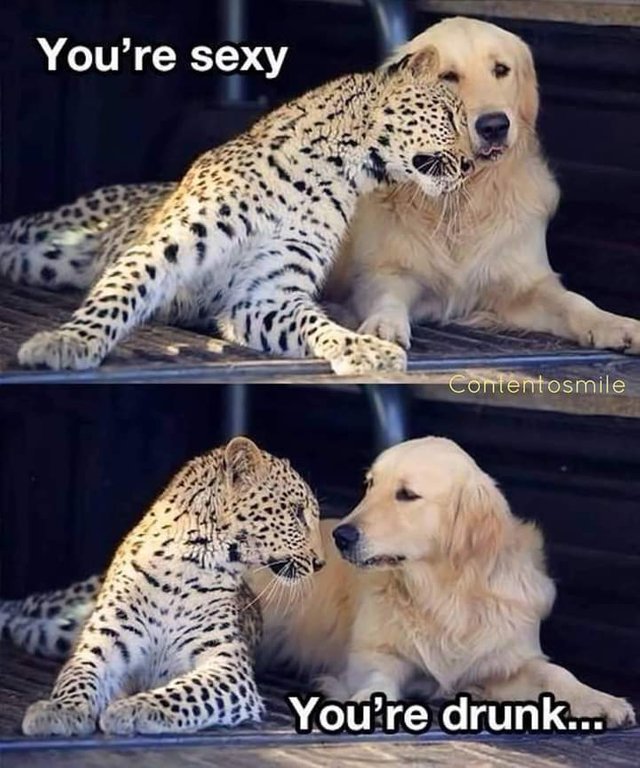 Go home leopard you are drunk - meme