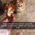 I steal chicken for my human