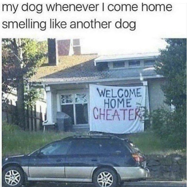 my dog whenever i come home smelling like another dog - meme