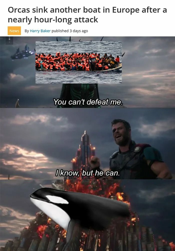 Orcas of the Straight of Gibraltar - meme