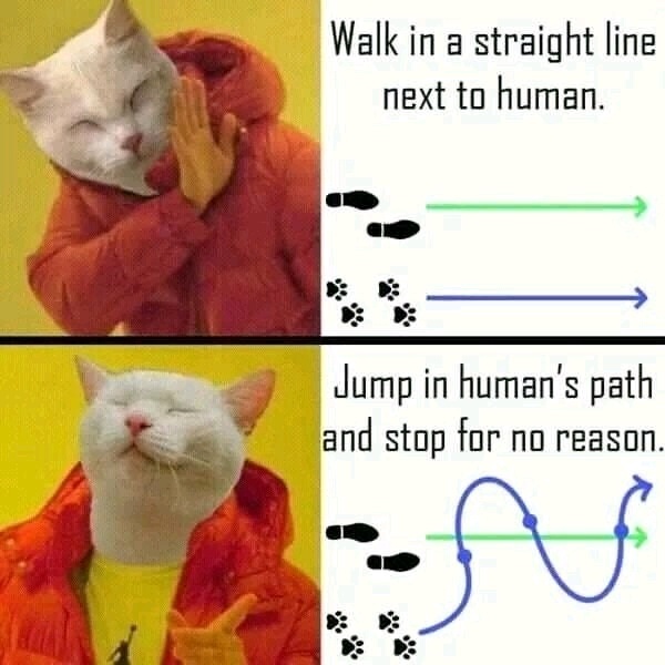 Cats are just cats - meme