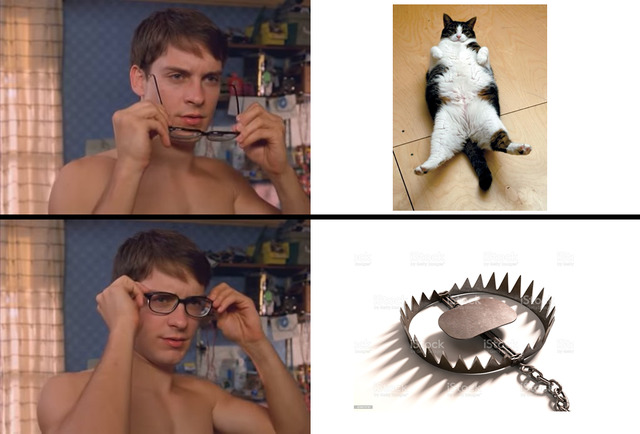 trap cat - meme