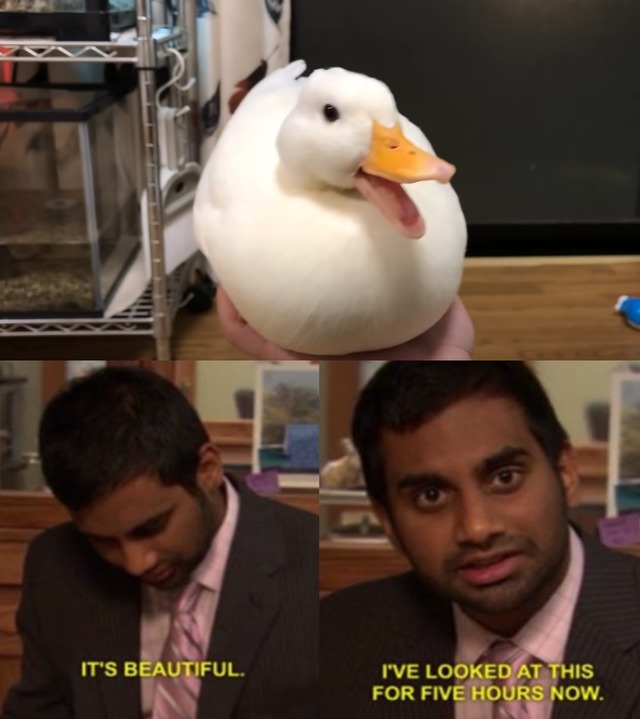 beautiful duck - meme