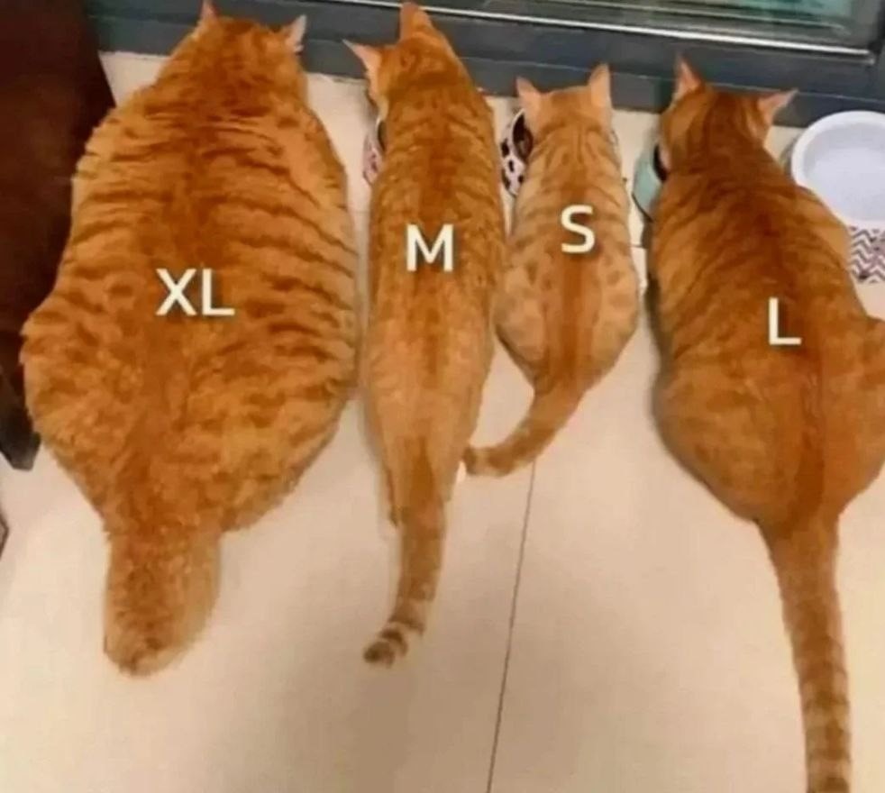 Tallas de gatos - meme