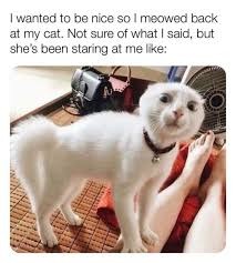 this is a reminder to never meow back - meme
