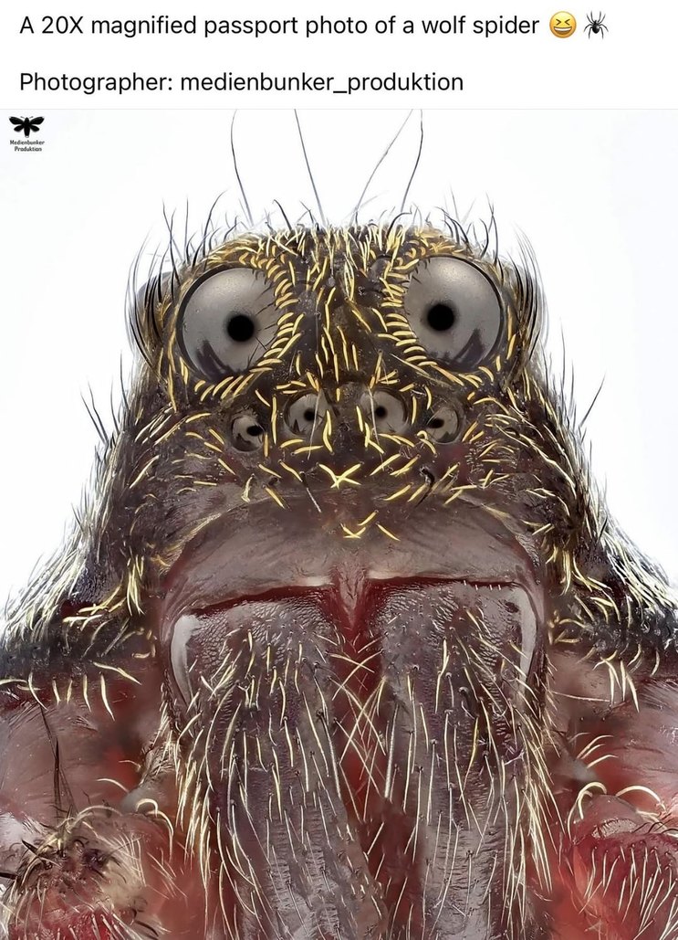 Magnified pasport photo of a wolf spider - meme