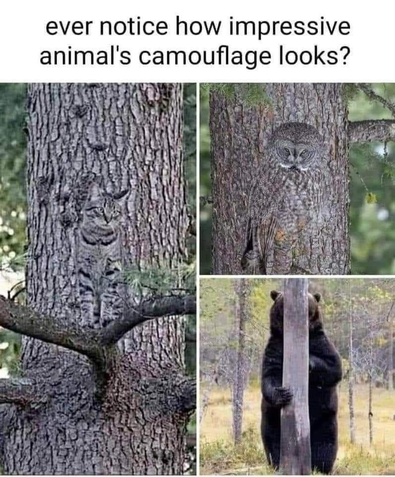 ﻿ever notice how impressive animal’s camouflage looks?