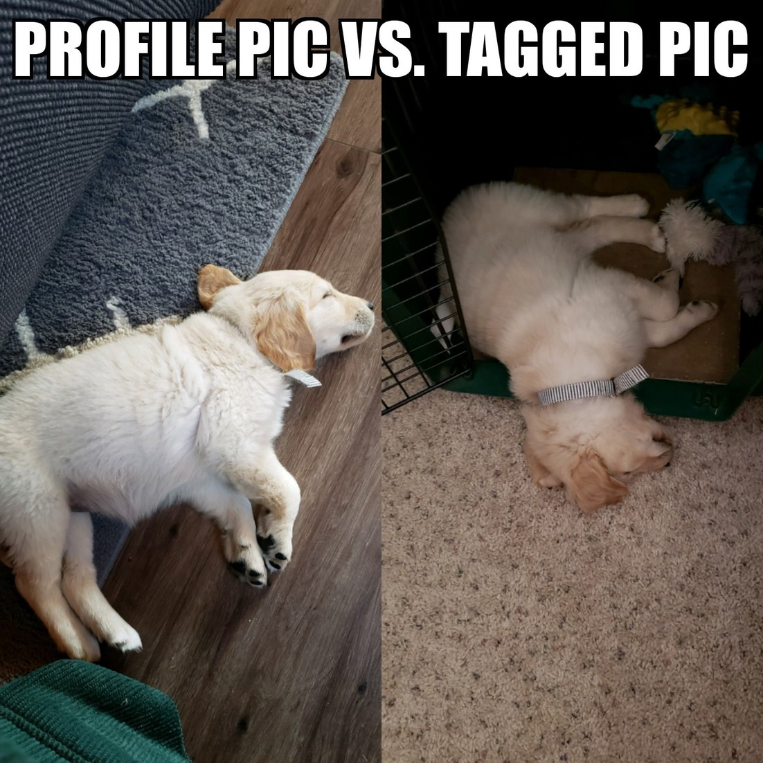 Sleepy Pupper - meme