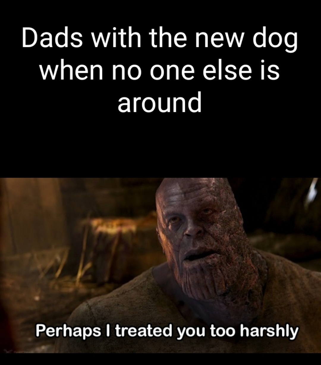 OC, came home to a new surprise puppy last night - meme