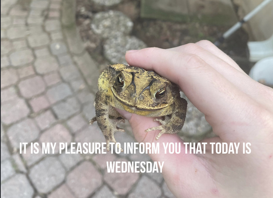 This toad I found on Monday is excited for Wednesday - meme