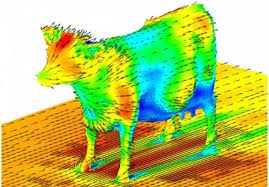 Aerodinámica de una vaca - meme