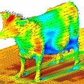 Aerodinámica de una vaca