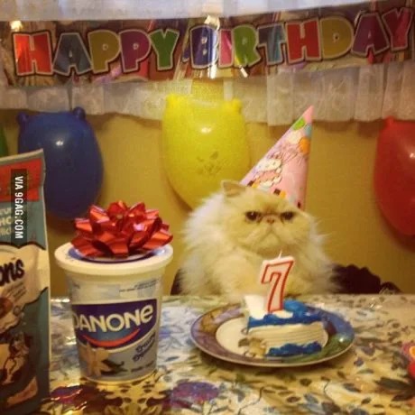 Happy birthday meme for cats