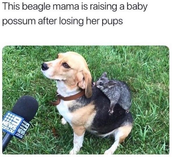 ﻿This beagle mama is raising a baby possum after losing her pups Du