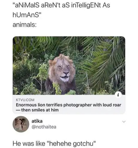 Animals - meme