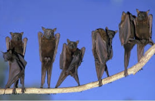 Who wants to party like some bats-? XD - meme