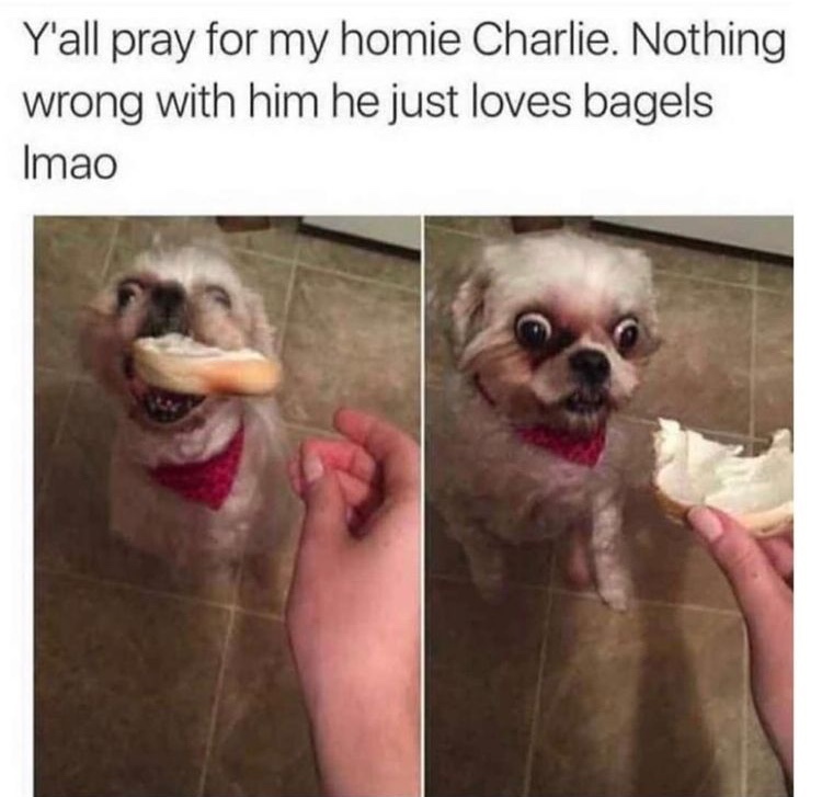 bagel with cream cheese yum - meme