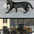 Cat lifting a cat