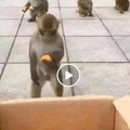 Cómo engañar a un mono
