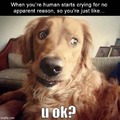 memes for dogs