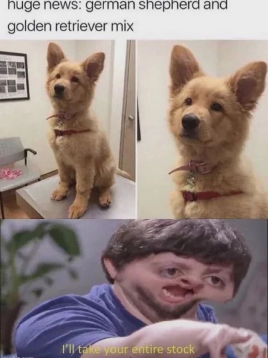 German sheperd and golden retriever mix - meme