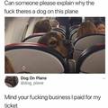 Dog on a plane