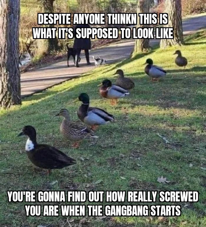 Ducks are degenerate lovers if that sounds screwy - meme